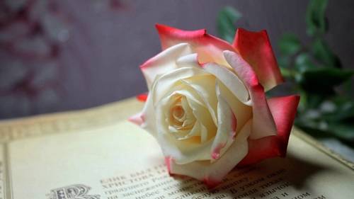 描写葡萄树开花的诗句