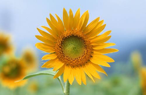 坠入爱河的温柔诗句