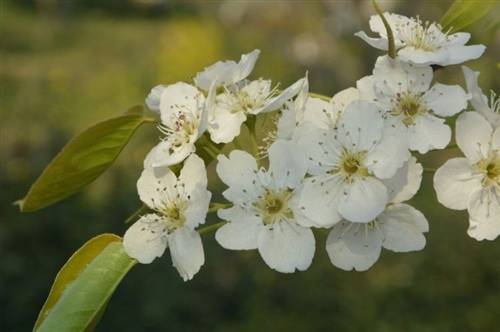 敕勒歌古诗绘画