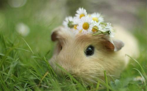 关于描写柳的诗句