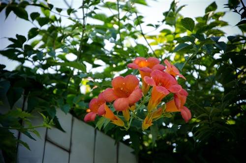 四年级写西塘导游词