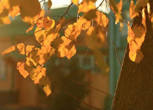 含有碧莹的诗句