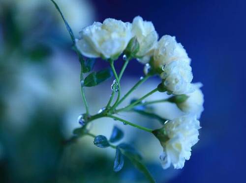 云海诗句好卷垂虹千丈