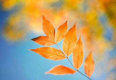 关于李诗仙的诗句