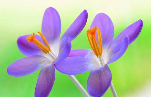 保护地球的古诗