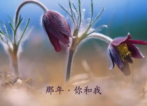 形容雪后红梅的诗句