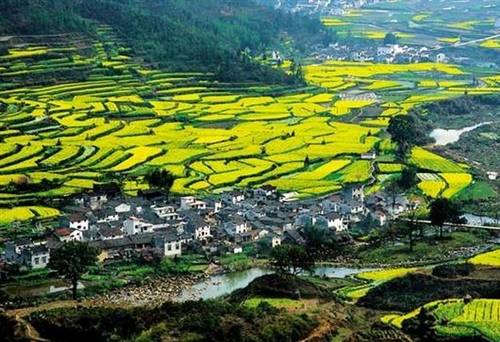 赞美绿荷的诗句