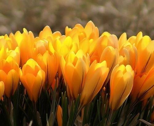 一壶桃花酿的诗句