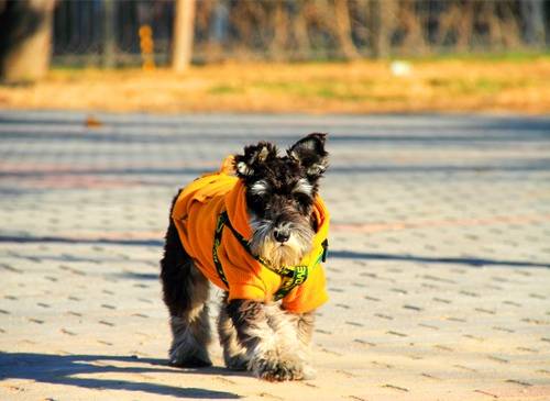 由月亮寄托平安的诗句