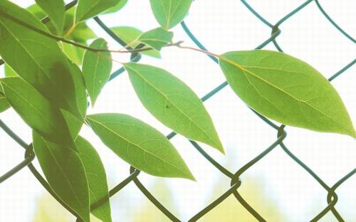 武汉磨山樱园导游词