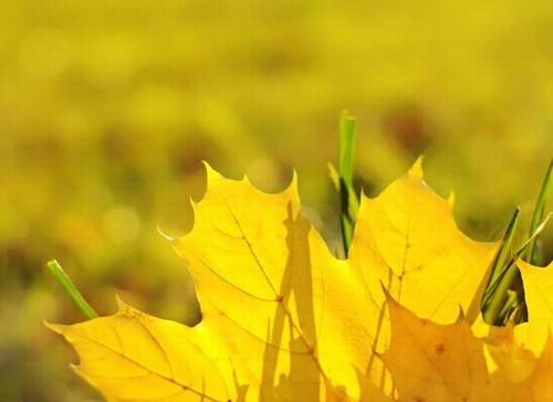 描绘大自然风光的诗句