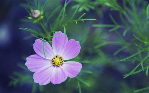 描写双手托腮的诗句