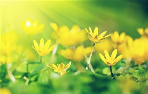 洛阳城东西的诗句