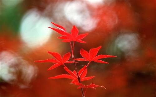 古代少年生活的诗句