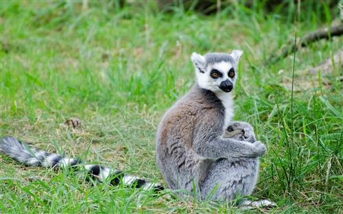 峨眉山猴舍导游词