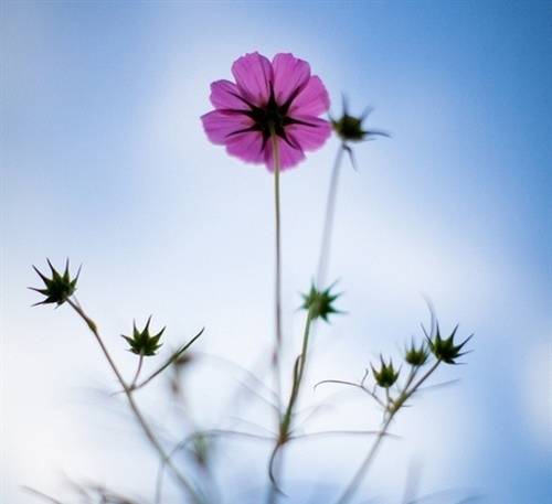 竹子的全部诗句