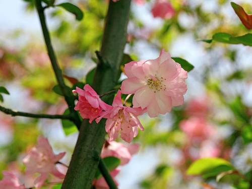 香菱大观园古诗