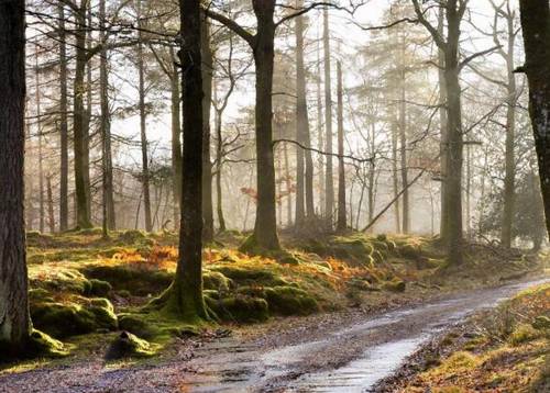 形容软弱可欺的诗句