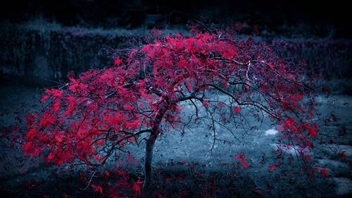 六年级上册古诗全部