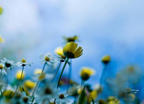 表达诗人孤苦的诗句