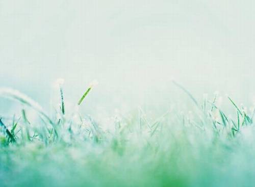 关于猪年的诗句和词语