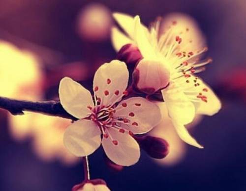 苏东坡得罪皇上的诗句