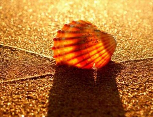 花开得特别漂亮的诗句