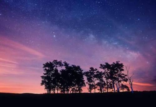 古诗咏鹅的照片