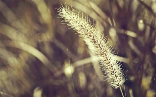 描述美景的古诗词