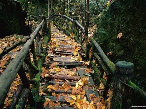 描写竹子假山的诗句