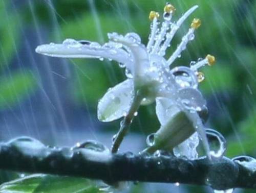 七夕古诗杨朴带拼音