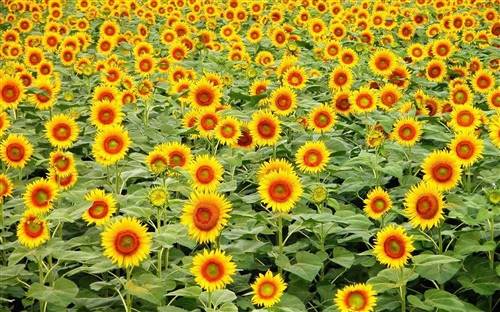 西安三伏古诗词