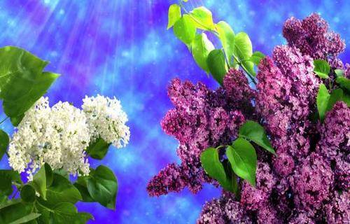 西方经典爱情诗句