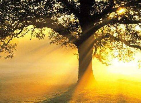 评价刘禹锡的古诗