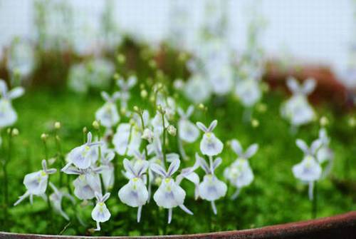 送给毕业生诗句