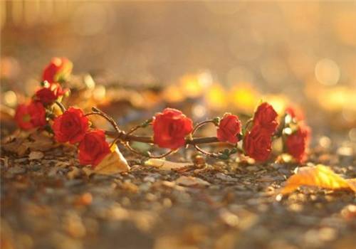 描写蜻蜓与荷花的诗句