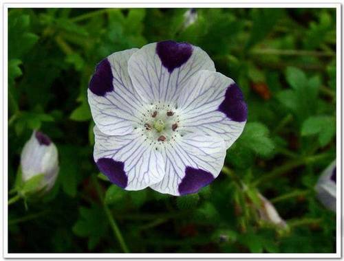东风吹雨过江南古诗