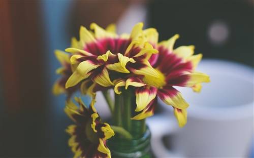 瘦西湖概述导游词