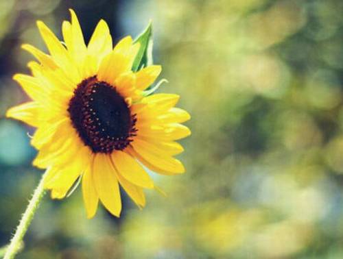 赞美松的诗句有