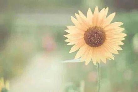 男子外貌描写的诗句