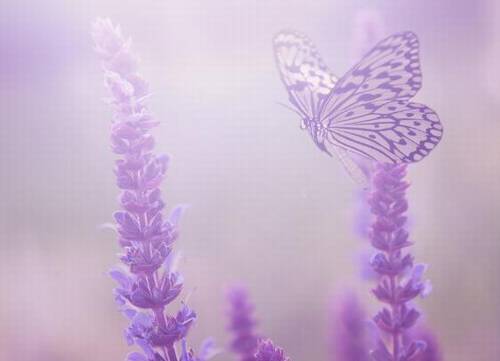 关于月的诗句古诗词