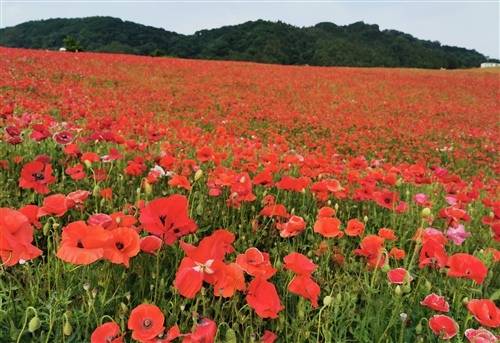 刘公岛导游词内容