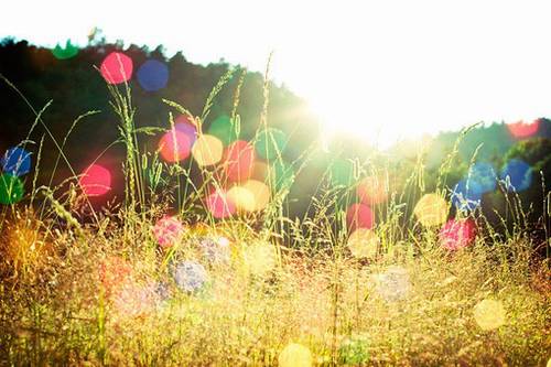 樱花飘落的诗句