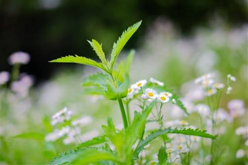 写故乡美的诗句