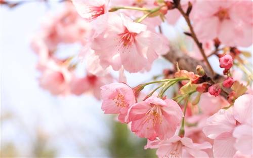 秋天红叶的诗句