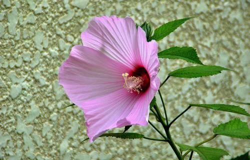 东营简介导游词