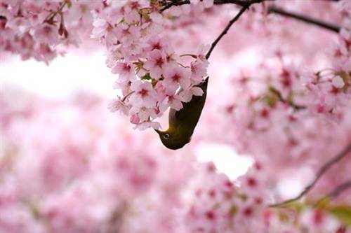 赞老师无私的诗句