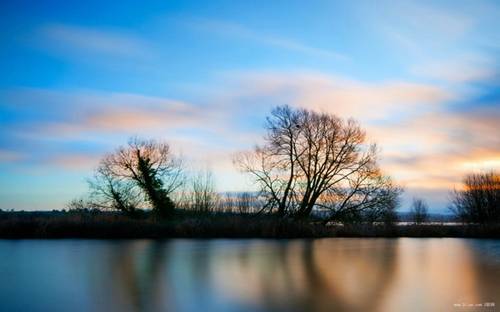 描写野花的诗句