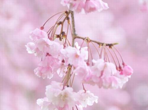 导游词五年级下册