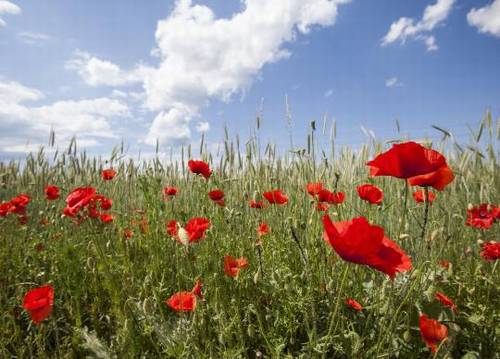 洪崖仙境导游词